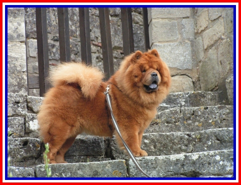 CH. du domaine des saphirs Ai-chang 