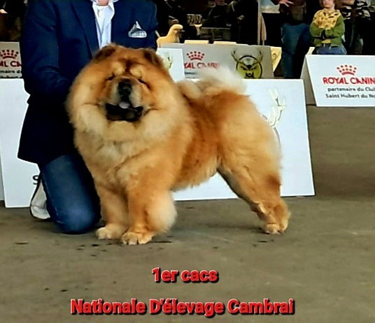 Dragon-fly dei leoni imperiali